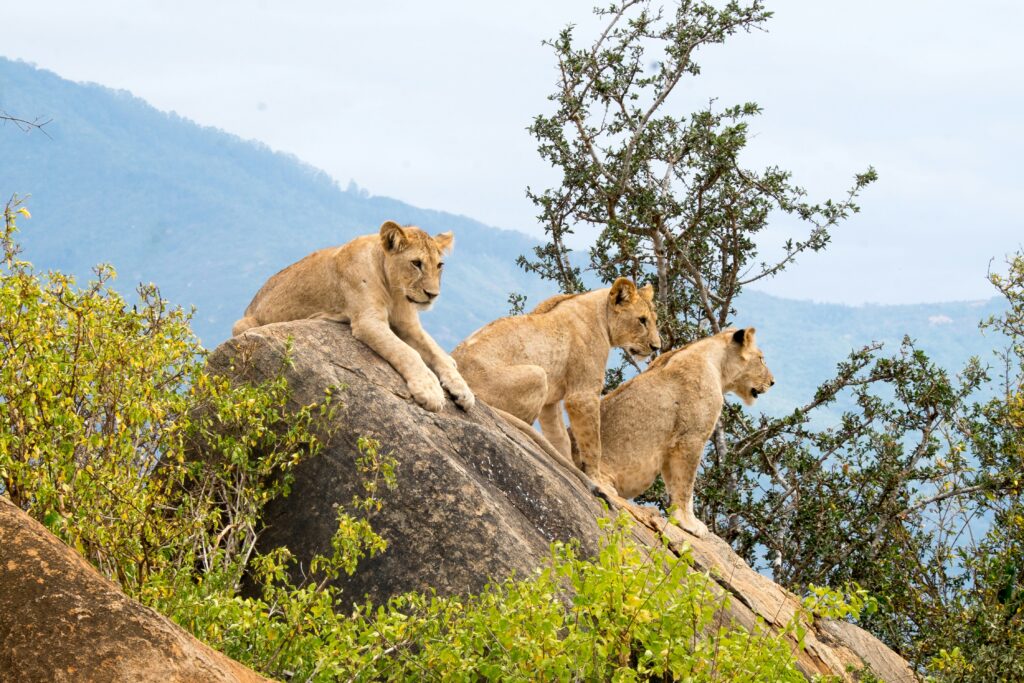 5 Day Finch Hattons, Tsavo East, and Mara Conservancies Ultra Fly Inn Safari