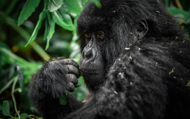 4-Day Rwanda Gorilla Trekking Safari