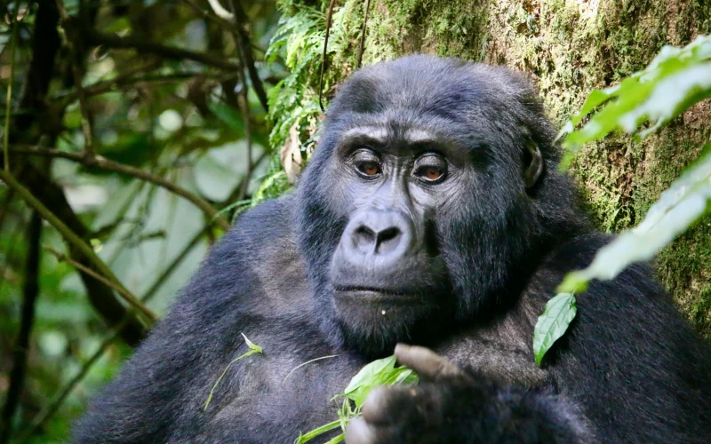 6-Day Queen Elizabeth and Bwindi Wildlife and Primate Safari