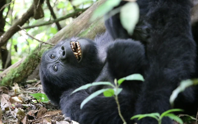 7-Day Uganda Big Four Chimpanzee and Gorilla Trekking Experience