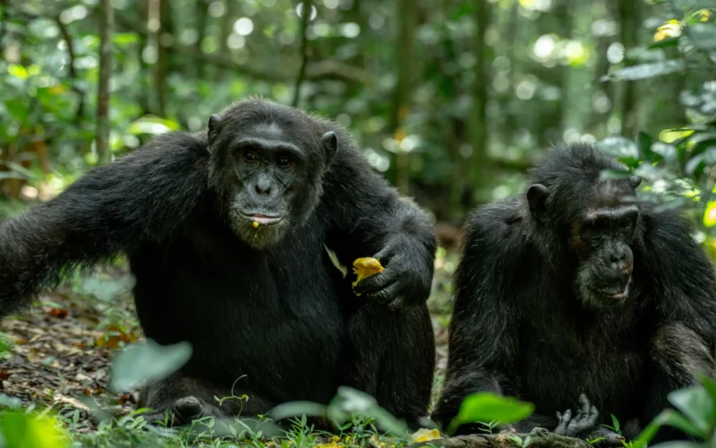 4-Day Uganda Chimpanzee Trekking Primate Safari