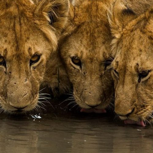 6 Days Photographer’s Bush and Beach Safari – Masai Mara and Malindi