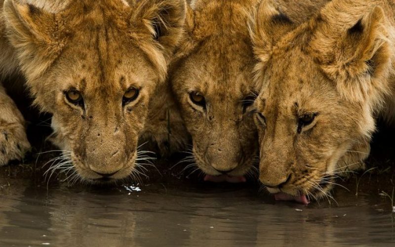 6 Days Photographer’s Bush and Beach Safari – Masai Mara and Malindi