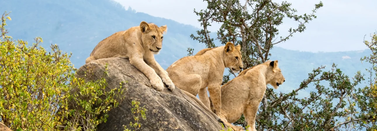 a-p-1pdp-PGplss-unsplash