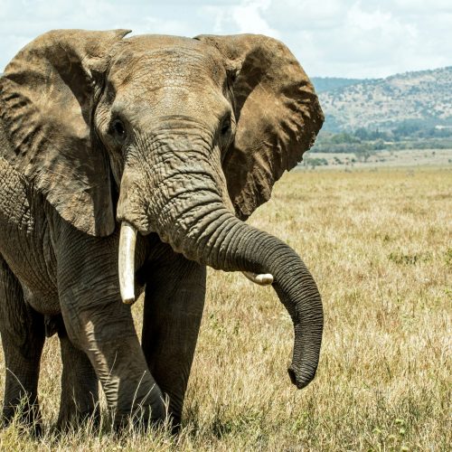 Amboseli to Tsavo West National Park