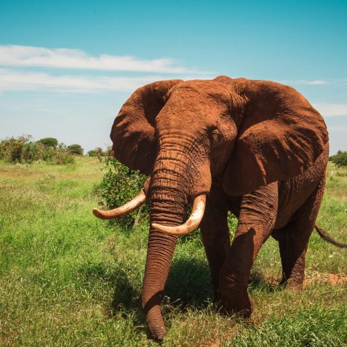 Nairobi to Finch Hattons by Flight