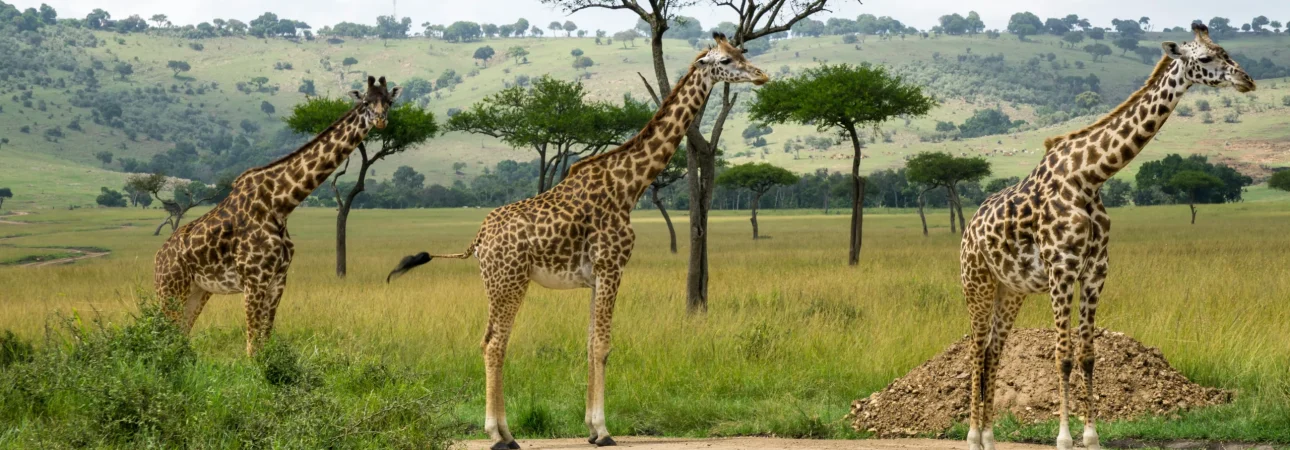 julie-wolpers-0SIKW8uiI6g-unsplash