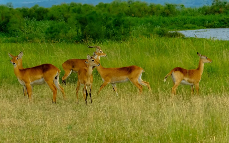 4-Day Queen Elizabeth National Park Big Four Safari