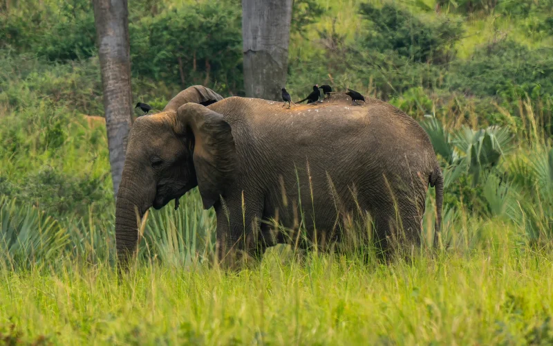 4-Day Murchison Falls Big Five Wildlife Safari