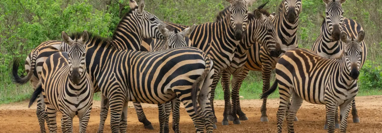 priska-klossner-ytgA1im0XKg-unsplash (2)