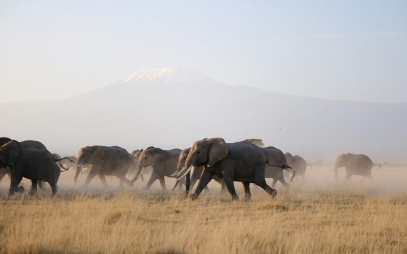 simone-dinoia-sefmRllMoDk-unsplash