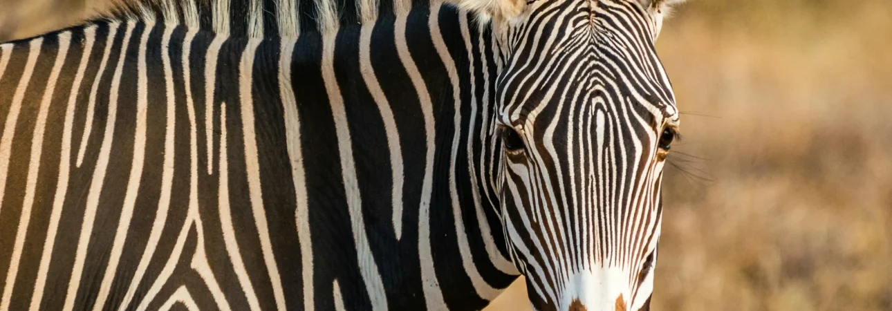 sutirta-budiman-A2RUYt7YBEI-unsplash (1)